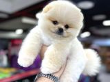 FCI SCR belgeli TEDDYBEAR Pomeranian BOO 