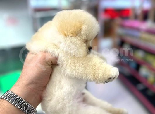 Fci Scr Belgeli Teddybear Pomeranian Boo  görsel