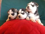 Maviş gözlü Safkan Husky minikler