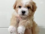 Baby face dişi Maltipoo yavrum