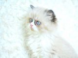 Mas Mavi̇ Gözlü Ragdoll Yavrumuz