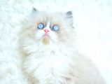 Mas Mavi̇ Gözlü Ragdoll Yavrumuz