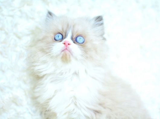 Mas Mavi̇ Gözlü Ragdoll Yavrumuz görsel