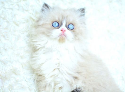 Mas Mavi̇ Gözlü Ragdoll Yavrumuz görsel