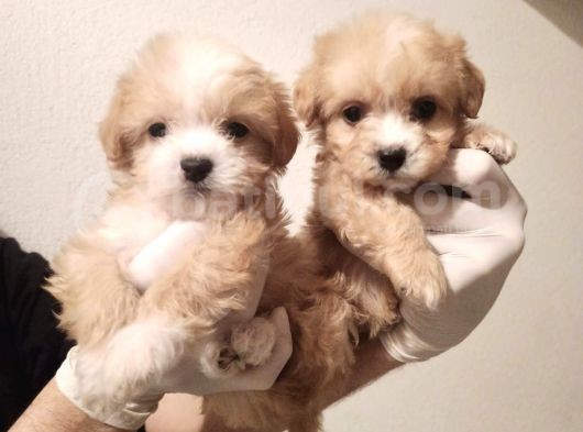 Yeni Yılda Evinizi Isıtacak Dişi Maltipoo Bebekler
