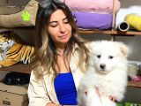 Kar Topu Muhteşem Samoyed Bebekler