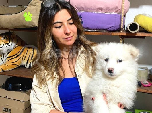 Kar Topu Muhteşem Samoyed Bebekler görsel