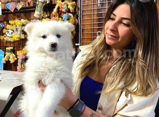 Kar Topu Muhteşem Samoyed Bebekler görsel