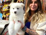 Kar Topu Muhteşem Samoyed Bebekler