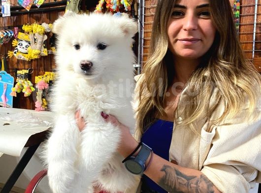 Kar Topu Muhteşem Samoyed Bebekler görsel