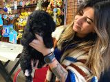 Silver Ve Black Tan Toy Poodle Bebekleri̇mi̇z