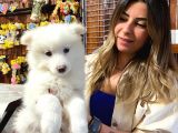 Kar Topu Muhteşem Samoyed Bebekler