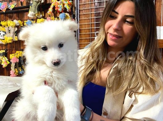 Kar Topu Muhteşem Samoyed Bebekler