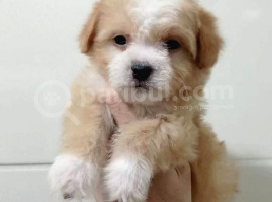 Yeni Yılda Evinizi Isıtacak Dişi Maltipoo Bebekler görsel