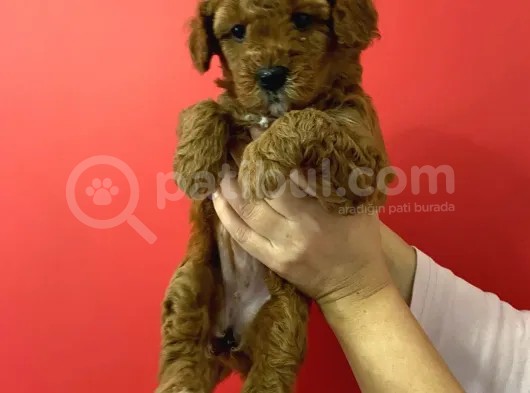Sevimli Minyatür Poodle Yavrularimiz görsel