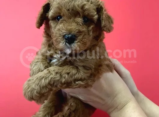 Sevimli Minyatür Poodle Yavrularimiz