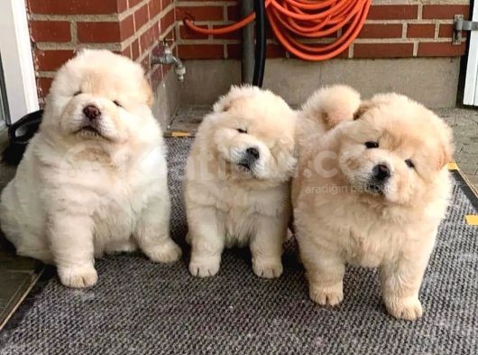 Yüksek Kali̇te Chow Chow Yavrlari görsel