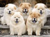 Yüksek Kali̇te Chow Chow Yavrlari