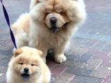Evi̇ni̇zi̇n Neşesi̇ Pofuduk Chow Chow Yavrulari