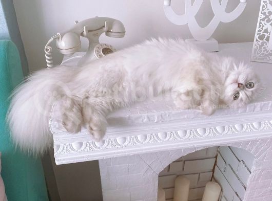 Aci̇lll… Yetişkin Dişi Ve Erkekler British Longhair