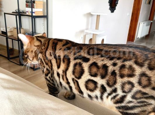Show Class 7 Aylık Erkek Bengal Kedisi görsel