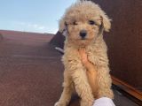 Çocuklarınıza En İyi Arkadaş Poodle Bebekler