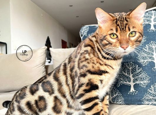 Show Class 7 Aylık Erkek Bengal Kedisi görsel