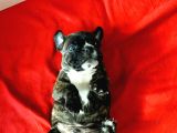 Orji̇nal Show Kali̇te Fransiz Yavrular French Bulldog