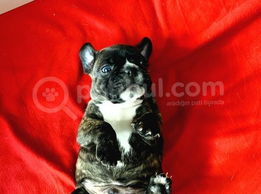 Orji̇nal Show Kali̇te Fransiz Yavrular French Bulldog görsel