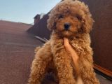 Çocuklarınıza En İyi Arkadaş Poodle Bebekler