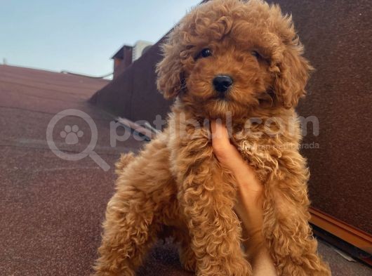 Çocuklarınıza En İyi Arkadaş Poodle Bebekler görsel