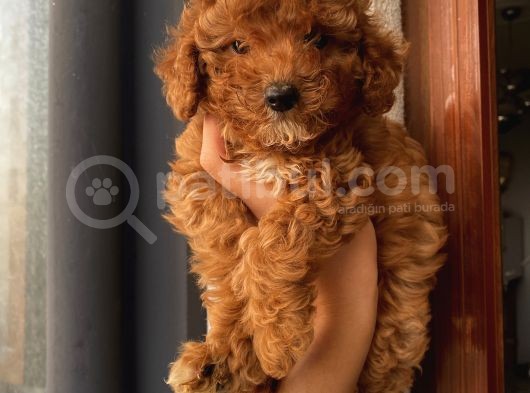 Çocuklarınıza En İyi Arkadaş Poodle Bebekler görsel