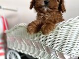 Cavapoo Tüy Dökmez Terapi Köpeği Safkan Orjinal Garantili