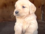 Baby Face Golden Retriever Yavruları