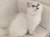 Aci̇lll… Yetişkin Dişi Ve Erkekler British Longhair