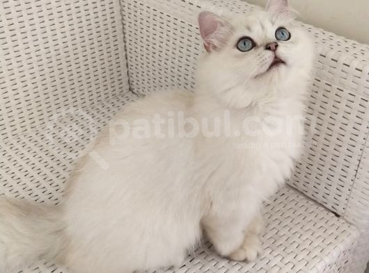 Aci̇lll… Yetişkin Dişi Ve Erkekler British Longhair görsel