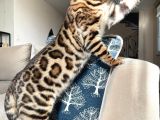 Show Class 7 Aylık Erkek Bengal Kedisi