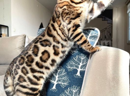 Show Class 7 Aylık Erkek Bengal Kedisi görsel