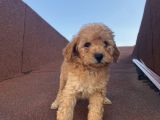 Çocuklarınıza En İyi Arkadaş Poodle Bebekler