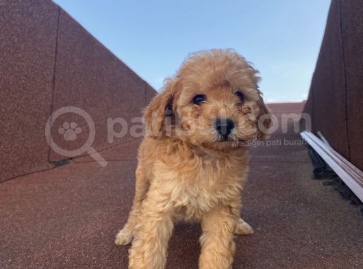Çocuklarınıza En İyi Arkadaş Poodle Bebekler görsel