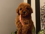 Çocuklarınıza En İyi Arkadaş Poodle Bebekler