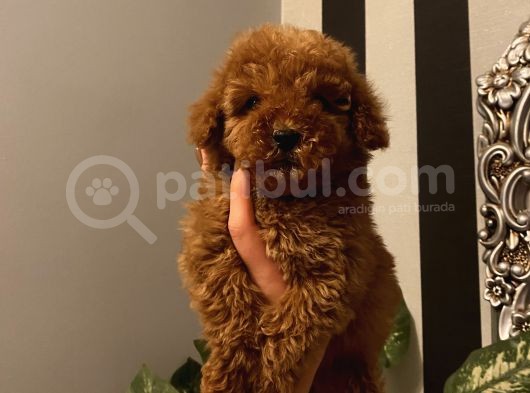 Çocuklarınıza En İyi Arkadaş Poodle Bebekler görsel