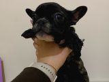 Siyah Renk French Bulldog