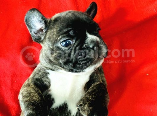 Orji̇nal Show Kali̇te Fransiz Yavrular French Bulldog