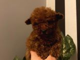 Çocuklarınıza en İyi Arkadaş Poodle Bebekler