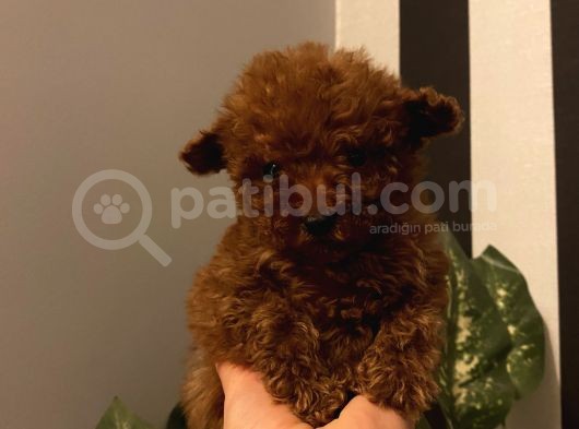 Çocuklarınıza En İyi Arkadaş Poodle Bebekler