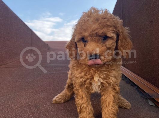 Çocuklarınıza En İyi Arkadaş Poodle Bebekler görsel