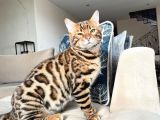 Show Class 7 Aylık Erkek Bengal Kedisi