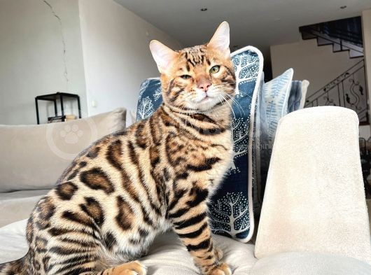 Show Class 7 Aylık Erkek Bengal Kedisi görsel
