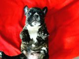 Orji̇nal Show Kali̇te Fransiz Yavrular French Bulldog